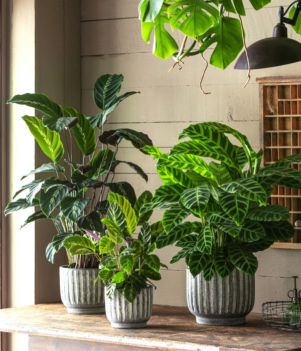 Korbmarante - Calathea 'Maui Queen' 4 Korbmarante - Calathea 'Maui Queen' – Bild 2