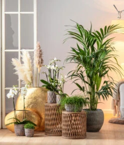 Midi Schmetterlingsorchidee - Phalaenopsis Cultivars, Weiß -Biohort || LECHUZA Verkaufsgeschäft 6835235 6835243 6835284 6835268 6835276 WE MO 001 TopfRipleyBroze