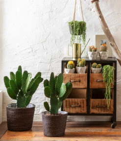 Erbsenpflanze - Senecio Rowleyanus -Biohort || LECHUZA Verkaufsgeschäft 6934616 8598112 8283632 4439345 4439170 8683518 WE MO 001 Trockenkuenstler