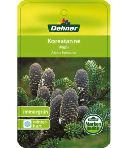 Korea-Tanne 'Molli' -Biohort || LECHUZA Verkaufsgeschäft 7001936 KoreatanneMolli Etikett 1