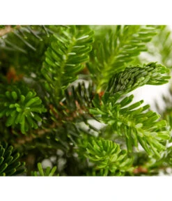 Korea-Tanne 'Molli' -Biohort || LECHUZA Verkaufsgeschäft 7001936 WE DE 001 AbiesKoreanaMolliTanneDehnerExpressZS