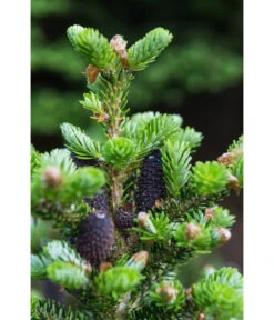 Korea-Tanne 'Molli' -Biohort || LECHUZA Verkaufsgeschäft 7002405 PR DE 001 AbiesKoreanaMolli