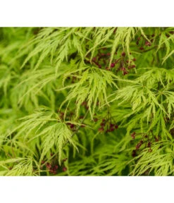 Grüner Schlitz-Ahorn 'Dissectum' -Biohort || LECHUZA Verkaufsgeschäft 7017528 DE DE 001 AcerPalmatumDissectumSchlitzahorn