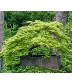 Grüner Schlitz-Ahorn 'Dissectum' -Biohort || LECHUZA Verkaufsgeschäft 7017528 WE MO 002 AcerPalmatumDissectumSchlitzahorn