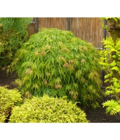 Grüner Schlitz-Ahorn 'Dissectum' -Biohort || LECHUZA Verkaufsgeschäft 7017643 WE MO 002 AcerAhornDissectumViridisAllgreen