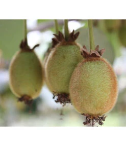 Kiwi 'Issai' -Biohort || LECHUZA Verkaufsgeschäft 7033822 PR DE 001 ActinidiaKiwiArgutaIssaiPixabay