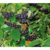 Apfelbeere, Aronia 'Viking'