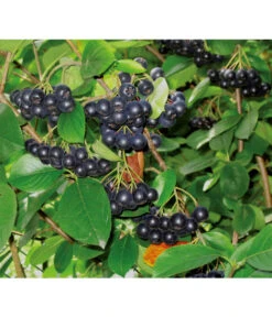 Apfelbeere, Aronia 'Viking'