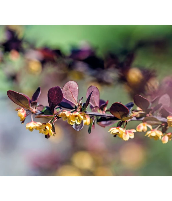 Blut-Berberitze 'Atropurpurea' 7 Blut-Berberitze 'Atropurpurea' – Bild 5