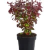 Blut-Berberitze 'Atropurpurea' -Biohort || LECHUZA Verkaufsgeschäft 7066871 WE FS 001 BerberitzeBerberisThunbergiiAtro1L