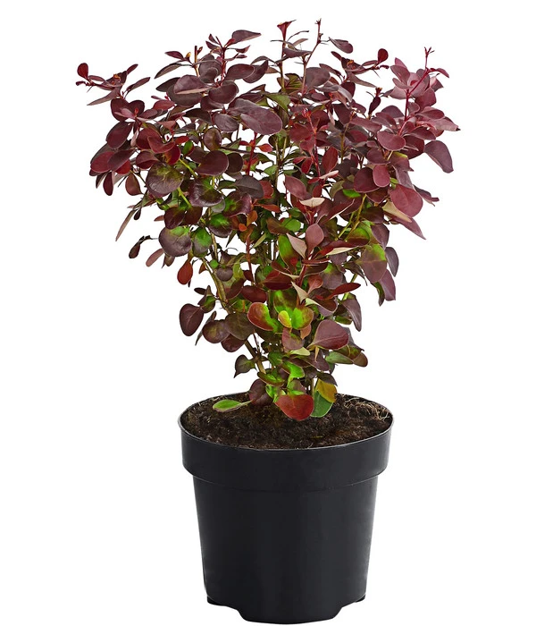 Blut-Berberitze 'Atropurpurea' 3 Blut-Berberitze 'Atropurpurea'