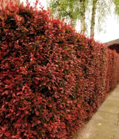 Blut-Berberitze 'Atropurpurea' 9 Blut-Berberitze 'Atropurpurea' -Biohort || LECHUZA Verkaufsgeschäft 7066871 WE MO 003 BlutBerberitzeRoteHecken