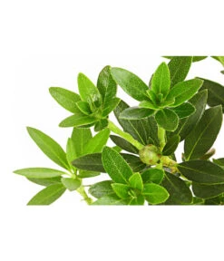 Rhododendron 'Bloombux®' -Biohort || LECHUZA Verkaufsgeschäft 7077704 PR DE 001 RhododendronBloombux2LDehnerExpressHerzig