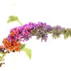 Sommerflieder 'Flower Power' -Biohort || LECHUZA Verkaufsgeschäft 7078181 WE DE 001 BuddlejaFlowerPowerSommerflieder3LDehnerExpressHerzig