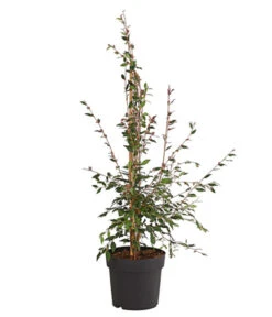 Frühlings-Kamelie 'Cupido®', Pyramide