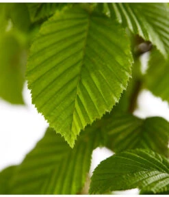10 Meter Hainbuche, 50 X Ca. 125-150 Cm -Biohort || LECHUZA Verkaufsgeschäft 7088883 WE DE 001 CarpinusBetulusHainbuche4LDehnerExpressZS 1