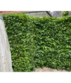 1-1,5 Meter Hainbuche, 5 X Ca. 50-60 Cm -Biohort || LECHUZA Verkaufsgeschäft 7089188 WE MO 002 HainbuchenCarpinusBetulus2l 1