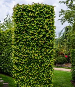 7 Meter Hainbuche, 14 X Ca. 200-225 Cm -Biohort || LECHUZA Verkaufsgeschäft 7089188 WE MO Luckner Hecke CarpinusBetulusHainbuche