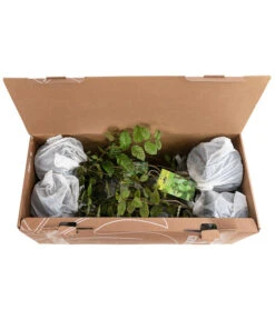 1-1,5 Meter Hainbuche, 5 X Ca. 50-60 Cm -Biohort || LECHUZA Verkaufsgeschäft 7090632 PR FS 002 CarpinusBetulus1MeterDehnerExpressHerzig