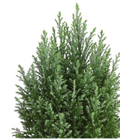 Scheinzypresse 'Snow White' -Biohort || LECHUZA Verkaufsgeschäft 7109838 PR DE 001 ChamaecyparisScheinzypresseLawsonianaSnowWhite3LDehnerExpressHerzig