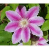 Waldrebe - Clematis 'Angela' -Biohort || LECHUZA Verkaufsgeschäft 7121213 WE DE 001 ClematisAngelaPixabayRet