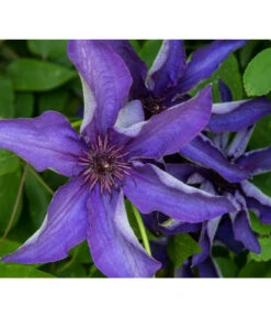 Waldrebe - Clematis, Rankhilfe -Biohort || LECHUZA Verkaufsgeschäft 7129034 PR DE 001 ClematisWaldrebeBlauPrivatgartenLucknerMai2017