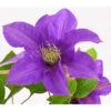 Waldrebe - Clematis, Rankhilfe -Biohort || LECHUZA Verkaufsgeschäft 7129034 WE DE 001 ClematisBlauPurpurWaldreben16CDehnerExpressHerzig