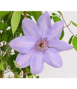 Waldrebe - Clematis, Rankhilfe -Biohort || LECHUZA Verkaufsgeschäft 7129034 WE DE 002 ClematisBlauPurpurWaldreben16CDehnerExpressHerzig