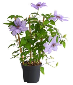 Waldrebe - Clematis, Rankhilfe -Biohort || LECHUZA Verkaufsgeschäft 7129034 WE FS 002 ClematisBlauPurpurWaldreben16CDehnerExpressHerzig