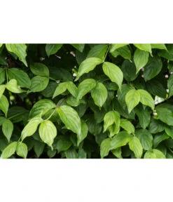 Kornelkirsche - Cornus Mas 10 Kornelkirsche - Cornus Mas -Biohort || LECHUZA Verkaufsgeschäft 7137110 PR DE 001 CornusMasKornelkirscheLuckner