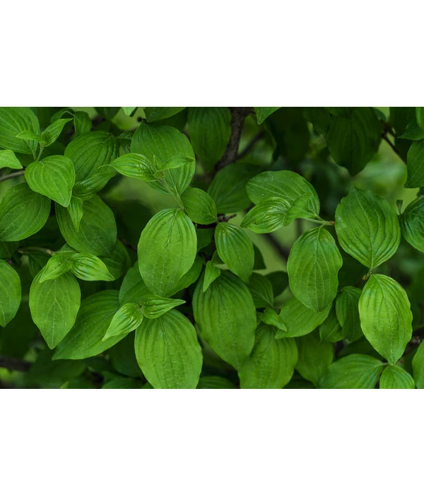 Kornelkirsche - Cornus Mas 6 Kornelkirsche - Cornus Mas – Bild 4