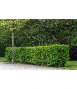 Titelseite 25 Titelseite -Biohort || LECHUZA Verkaufsgeschäft 7137110 PR MO 001 CornusMasKornelkirscheLucknerMai2015