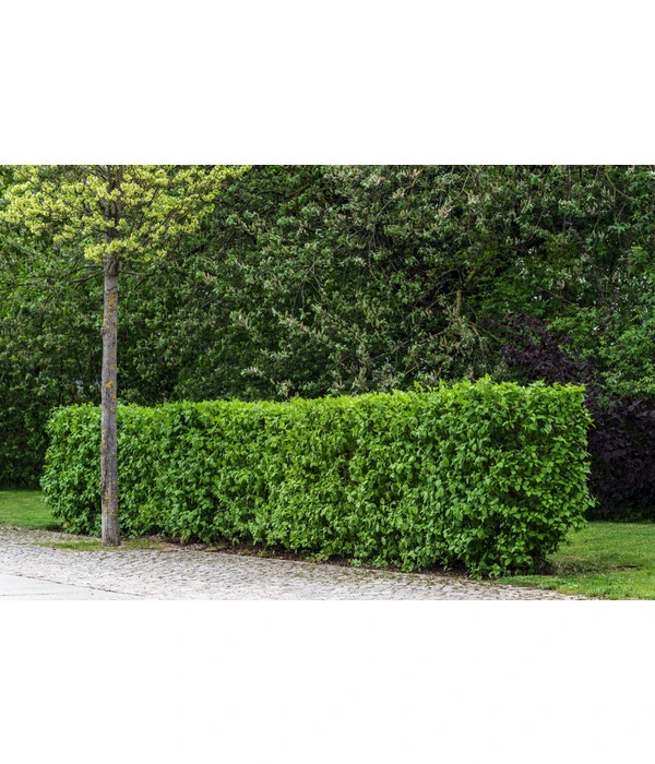 Kornelkirsche - Cornus Mas 4 Kornelkirsche - Cornus Mas – Bild 2