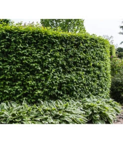 Kornelkirsche - Cornus Mas