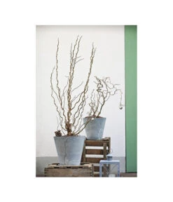 Korkenzieher-Hasel 'Contorta' -Biohort || LECHUZA Verkaufsgeschäft 7137805 PR MO 001 CorylusKorkenzieherhaselAvellanaTwister10LHelleborusshootingDehnerExpressHerzig