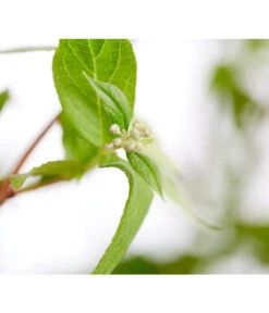 Prächtige Deutzie -Biohort || LECHUZA Verkaufsgeschäft 7166010 WE DE 001 DeutziaMagnificaDeutzie5LDehnerExpressZS