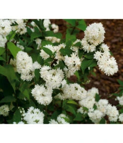 Prächtige Deutzie -Biohort || LECHUZA Verkaufsgeschäft 7166622 WE MO 001 GrossartigeDeutziePraechtigeDeutzieDeutzMagnifica