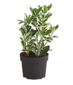 Japanischer Kriech-Spindelstrauch 'Kathy' 6 Japanischer Kriech-Spindelstrauch 'Kathy' -Biohort || LECHUZA Verkaufsgeschäft 7178949 PR FS 001 EuonymusSoindelstrauchKathy9cmDehnerExpressHerzig