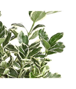 Japanischer Spindelstrauch 'Kathy' -Biohort || LECHUZA Verkaufsgeschäft 7180748 PR DE 001 EuonymusSpindelstrauchKathy13DehnerExpressHerzig