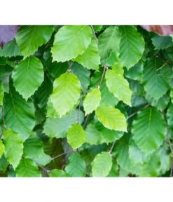 7,5 Meter Rotbuche, 15 X Ca. 175-200 Cm -Biohort || LECHUZA Verkaufsgeschäft 7185077 FagusSylvaticaDetailLuckner