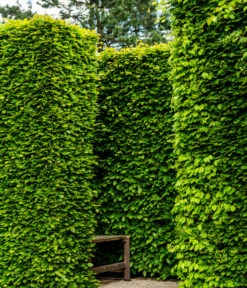 7,5 Meter Rotbuche, 15 X Ca. 175-200 Cm -Biohort || LECHUZA Verkaufsgeschäft 7185093 WE MO 002 RotbucheFagusSylvatica