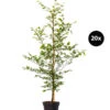 7 Meter Rotbuche, 20 X 175-200 Cm -Biohort || LECHUZA Verkaufsgeschäft 7185101 WE FS 001 7MeterRotbucheFagusSylvatica