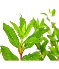 Forsythie 'Week-End' - Goldglöckchen -Biohort || LECHUZA Verkaufsgeschäft 7186711 WE DE 001 ForsythieIntermediaWeekend5LDehnerExpressHerzig