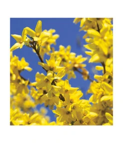 Forsythie 'Week-End' - Goldglöckchen -Biohort || LECHUZA Verkaufsgeschäft 7186869 BildFS 001 ForsythieWeekEndGoldgloeckchenForsInterWeekend