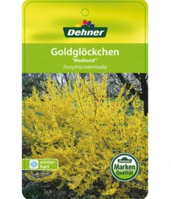 Forsythie 'Week-End' - Goldglöckchen -Biohort || LECHUZA Verkaufsgeschäft 7186869 GoldgloeckchenWeekend Etikett 1