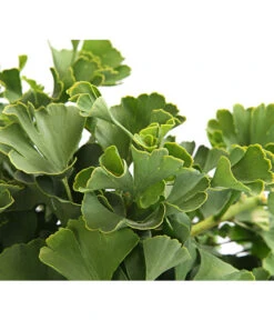 Ginkgobaum - Fächerblattbaum 'Marijke' -Biohort || LECHUZA Verkaufsgeschäft 7196082 PR DE 001 GinkgoMarijkeSchaleDehnerExpressHerzig