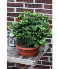 Ginkgobaum - Fächerblattbaum 'Marijke' -Biohort || LECHUZA Verkaufsgeschäft 7196082 PR MO 001 GinkgoBilobaMarijke