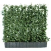 Hecke Am Laufenden Meter® 'Woerneri' - Efeu, Ca. 100 Cm 2 Hecke Am Laufenden Meter® 'Woerneri' - Efeu, Ca. 100 Cm -Biohort || LECHUZA Verkaufsgeschäft 7208317 WE FS 001 HederaHelixWoerneriHeckeAmLaufendenMeterEfeu100 120 Helix