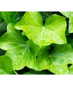 Irischer Efeu - Großblättriger Efeu -Biohort || LECHUZA Verkaufsgeschäft 7209539 WE MO 011 EfeuHibernicaPixabay