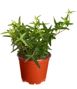 Efeu, Verschiedene Sorten -Biohort || LECHUZA Verkaufsgeschäft 7211261 PR FS 002 HederaT9DehnerExpressZS